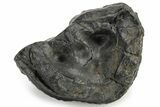Partial Gomphotherium (Mastodon Relative) Molar - South Carolina #235824-1